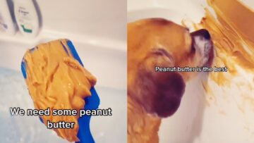Super-Cute-Dog-Shower-Trick-Peanut-Butter-Distraction-Adorable.jpg