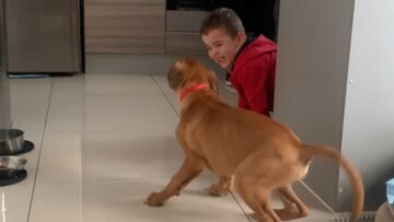 Toddler-and-boxer-puppy-play-adorable-game-of-Hide-and.jpg