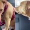 Upset Pup Throws Adorable Tantrum | Cute