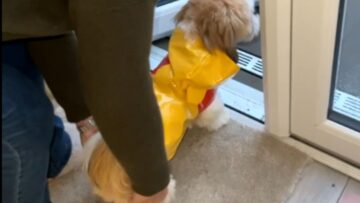 Watch-Adorable-Dogs-Hilarious-Rain-Refusal-Super-Cute.jpg
