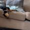 Watch This Adorable Pup’s Epic Sofa Slip-Up—Guaranteed Giggles! | Try Not to Laugh