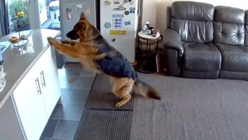 Watch-This-Pups-Hilarious-Fruit-Basket-Faceplant-Try-Not.jpg