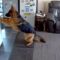 Watch This Pup’s Hilarious Fruit Basket Faceplant! | Try Not to Laugh