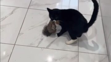 Wild-House-Chase-Squirrel-Caught-in-Cats-Mouth-Adorable.jpg