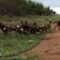 Wild dogs capture baby impala in heart-stopping chase | Adorable