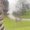 Zebra’s Hilarious ‘Toothy’ Moment with Tourists | Adorable