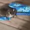 Adorable Orphaned Raccoon’s Blanket Adventure: A Joyful Journey of Playfulness | Heartwarming