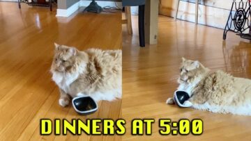 Begging-Cat-Demands-Food-Adorable-Display-of-Hunger.jpg