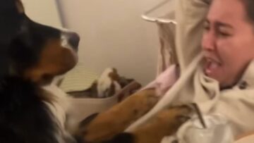 Canine-Comedy-Gold-Watch-This-Epic-Chain-Reaction-of-Falls.jpg