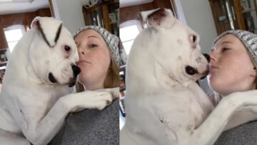 Clingy-Dog-Demands-Attention-Super-Cute.jpg