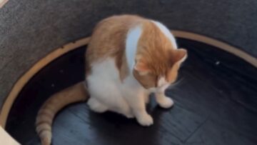 Confused-cats-master-running-wheel-tricks-Super-Cute.jpg