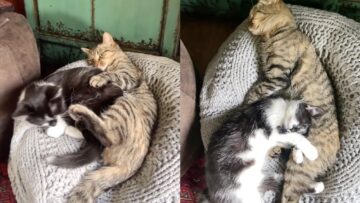 Cozy-Cat-Lets-Tiny-Sister-Snooze-Nearby-Super-Cute.jpg