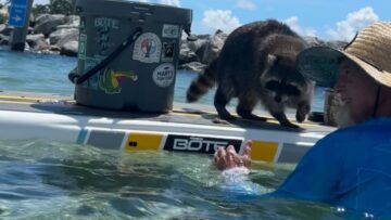 Cuddly-Raccoons-Climbing-Quest-for-Snuggles-and-Joy-Heartsome.jpg