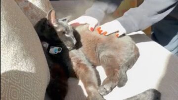 Cute-Cat-Covered-in-Dust-Gets-Playful-Adorable.jpg
