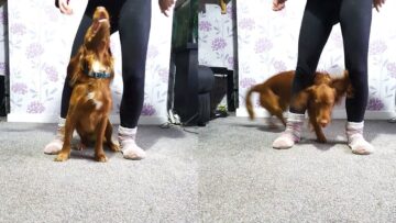 Cute-Dog-Wows-with-Amazing-Tricks-Super-Cute.jpg