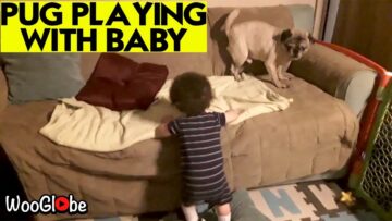 Dog-Makes-Baby-Laugh-Super-Cute.jpg