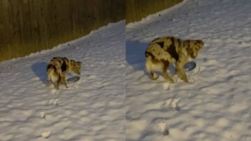 Dogs-Hilarious-First-Time-Encountering-Snow-Adorable.jpg