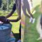 Duck Attacks Terrified Baby Girl! | Super Cute