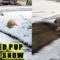 Excited Dog Frolics in Snow | Super Cute
