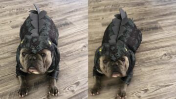 Frenchie-transforms-into-a-Dino-Adorable.jpg