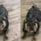 Frenchie transforms into a Dino | Adorable