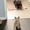 Hilarious Puppy Teases and Runs in Funny Chase | Adorable