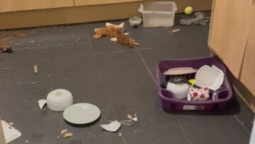 Huskys-Kitchen-Mischief-Chaos-Ensues-Super-Cute.jpg