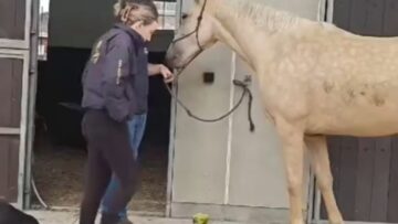 Magical-Horseshoe-Proposal-A-Love-Story-That-Will-Melt-Your.jpg