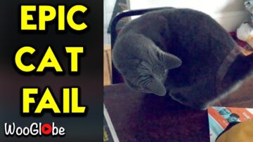 Never-ending-Fun-Cats-Hilarious-Tail-Chase-Adorable.jpg