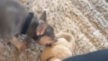 Owners-finger-mistaken-for-treat-by-aggressive-doggo-Almost-loses.jpg