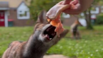 Peacekeeper-resolves-foxy-family-feud-Adorable.jpg