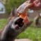 Peacekeeper resolves foxy family feud | Adorable