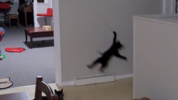 Playful-Kitty-Rings-the-Bell-with-Joyful-Antics-Thatll-Melt.jpg