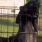 Playful Pup Escapes Playpen | Adorable
