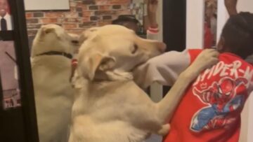 Playful-pup-vs-cupcake-thief-Adorable.jpg