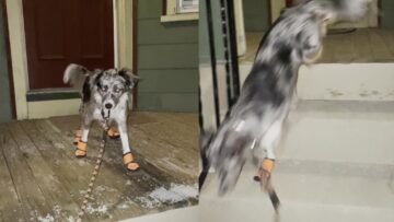 Puppys-Hilarious-Snow-Boot-Mishap-Watch-It-Tumble-Down.jpg