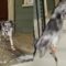 Puppy’s Hilarious Snow Boot Mishap | Watch It Tumble Down Stairs! | Adorable