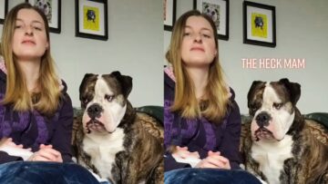 Summoning-Your-Pups-in-3-2-1-Cute.jpg