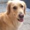 Sunday treat madness: Watch this dog’s adorable urgency for snacks! | Super Cute