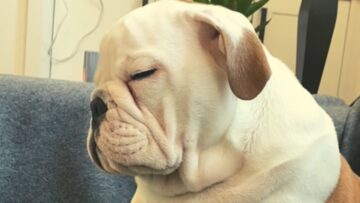 Tiny-Bulldog-Puppys-Epic-Battle-to-Stay-Awake-Cute.jpg