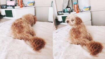Whisper-Your-Dogs-Favorite-Words-for-Cute-Reactions-Super.jpg