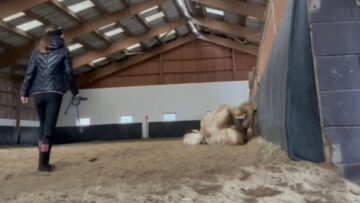 A-Brave-Girls-Heartwarming-Adventure-Turns-Unexpected-in-a-Horse.jpg