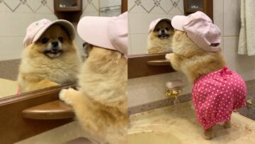 Adorable-beach-fashion-This-dogs-fancy-look-will-make-your.jpg