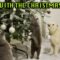 Cat vs Christmas Tree: Hilarious antics as mischievous cats attack holiday decor! | Adorable