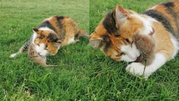 Cat-vs-Mouse-Epic-Battle-Mouse-bites-cat-caught-instantly.jpg