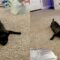 Cat.exe Glitch | Hilarious Cat Fails Compilation | Super Cute