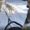 Cute Husky puppy dreams of sled dog adventures with pals | Super Cute