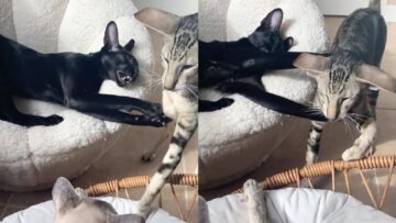 Funny-Cat-Pursues-Crush-Super-Cute.jpg