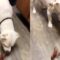Dog’s Hilarious Battle with Crawfish! | Who will emerge victorious? Super Cute!