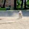 Funny dog faceplants into sandbox | Super Cute